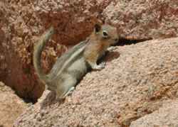 Chipmunk closeup